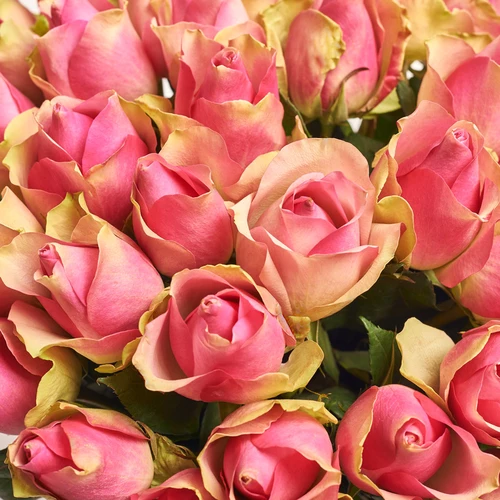 Product image Bouquet of 51 Roses Bellevue, packaging: Blue, vendor code: 3575