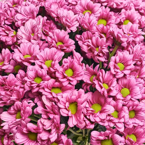 Product image Bouquet 51 Dark pink Chrysanthemum Chamomile, packaging: Gray, vendor code: 3576