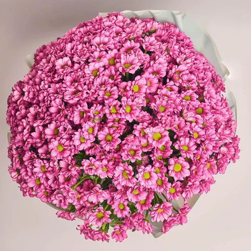 Product image Bouquet 51 Dark pink Chrysanthemum Chamomile, packaging: Blue, vendor code: 3576
