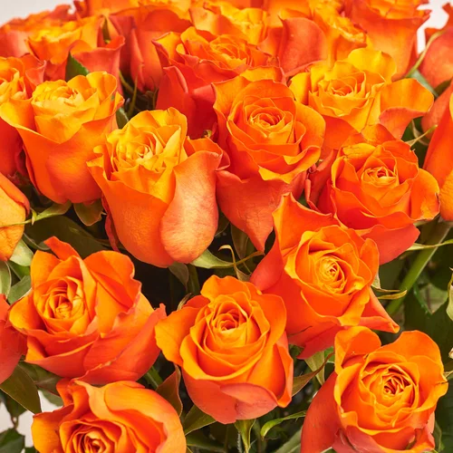 Зображення товару Букет 51 Помаранчева троянда, пакування: Біла, артикул: 3577