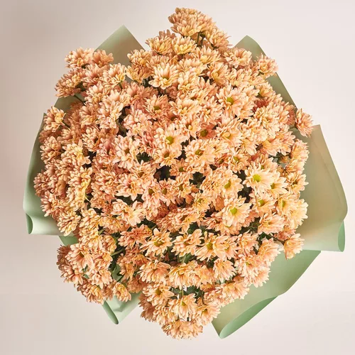 Product image Bouquet of 25 Salmon Chrysanthemums Chamomile, packaging: Gradiens tiffany, vendor code: 3578