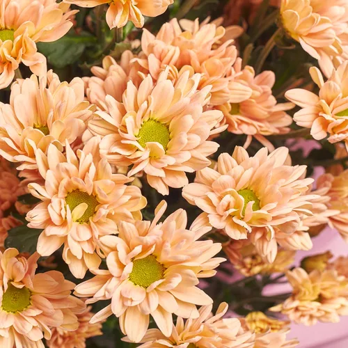 Product image Bouquet of 25 Salmon Chrysanthemums Chamomile, packaging: Gradiens tiffany, vendor code: 3578