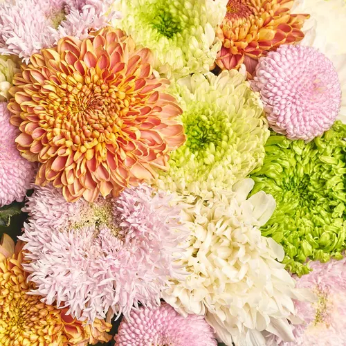 Product image Bouquet of 35 Single Chrysanthemums Mix, packaging: Powder, vendor code: 3579