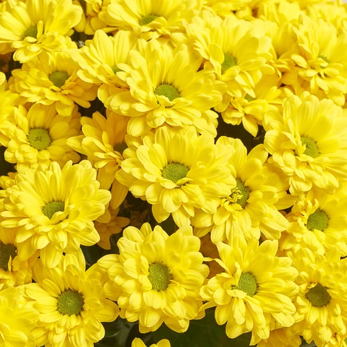 Product image Bouquet of 25 Yellow Daisies Chrysanthemums, packaging: Green, vendor code: 3580