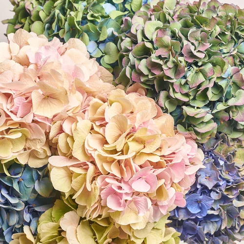 Изображение товара Букет 9 Гортензий Микс Класик, упаковка: Каффин кремовый, артикул: 3581