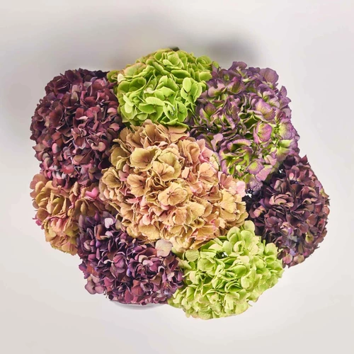 Product image Bouquet of 9  Hydrangeas Mix Classic, packaging: Without packaging, SKU: 3581
