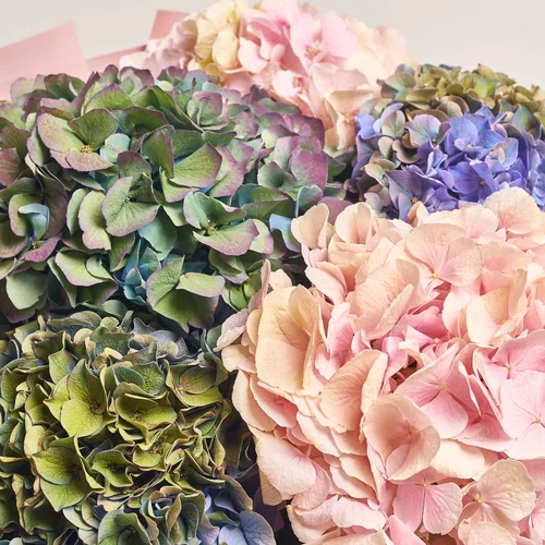 Зображення товару Букет 5 Гортензій Мікс Класік, пакування: Градієнт тіффані, артикул: 3582