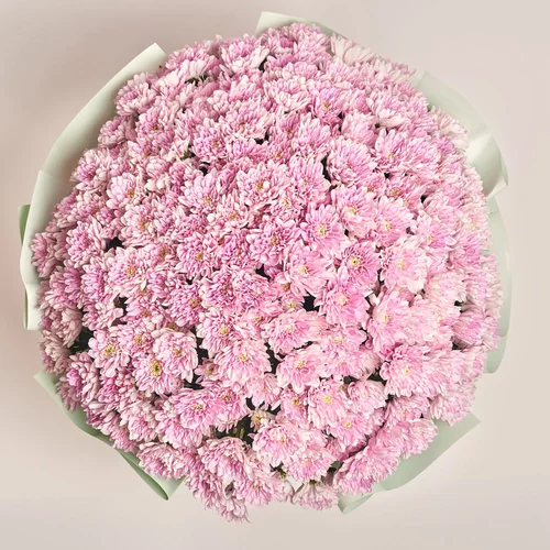 Product image Bouquet of 51 Pink Chrysanthemums, packaging: Gradiens tiffany, vendor code: 3584