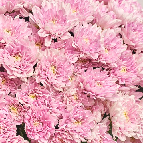 Product image Bouquet of 51 Pink Chrysanthemums, packaging: Gradiens tiffany, vendor code: 3584