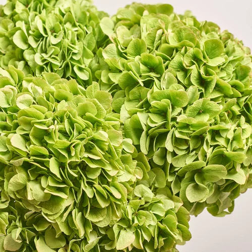 Изображение товара Букет 7 Зеленых Гортензий, упаковка: Каффин лососевый, артикул: 3585