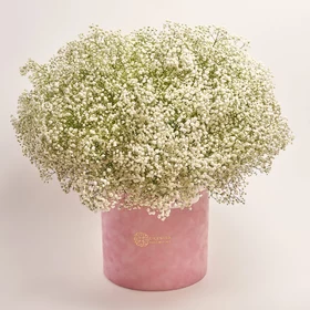 Box of 51 White Gypsophila