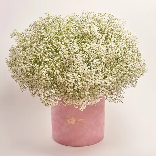 Product image Box of 51 White Gypsophila, packaging: Pink, vendor code: 3586