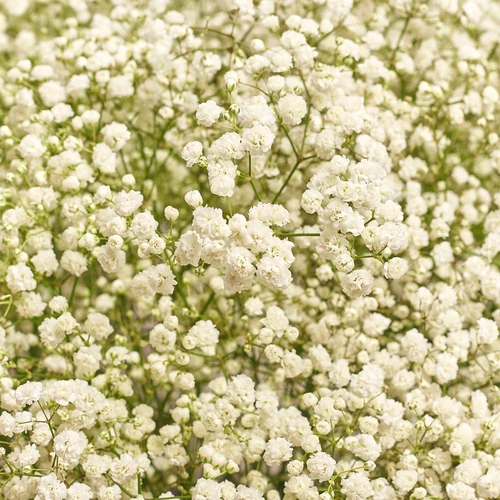 Product image Box of 51 White Gypsophila, packaging: Pink, vendor code: 3586