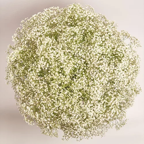 Product image Box of 51 White Gypsophila, packaging: Pink, vendor code: 3586