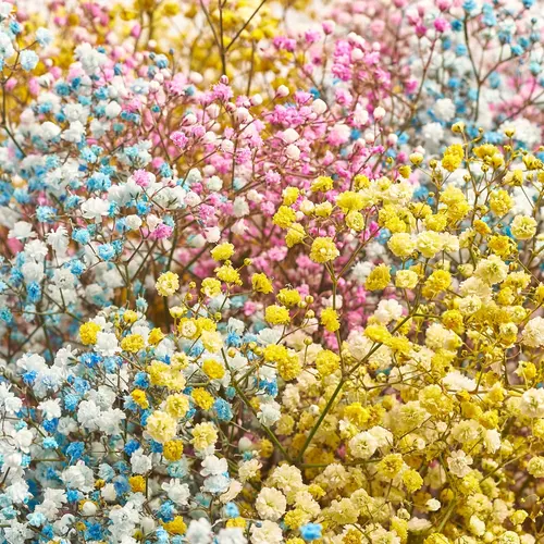 Product image Bouquet 51 Coloured Gypsophila, packaging: White, vendor code: 3588