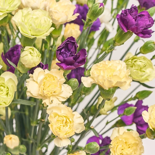 Product image Bouquet 25 Carnations Spray Mix, packaging: Purple, vendor code: 3589