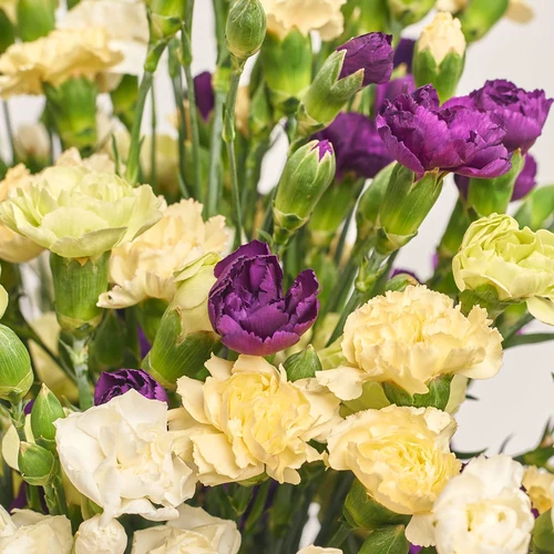 Product image Bouquet 51 Carnations Spray Mix, packaging: Gradiens tiffany, vendor code: 3590