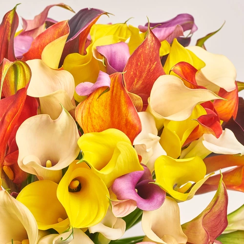 Product image Bouquet of 101 Callas mix, packaging: Green, vendor code: 3591