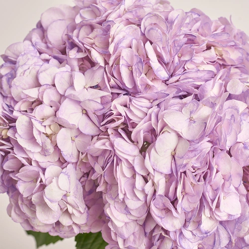 Product image Bouquet of 3 Lavender Hydrangeas, packaging: Gradiens violet, vendor code: 3592