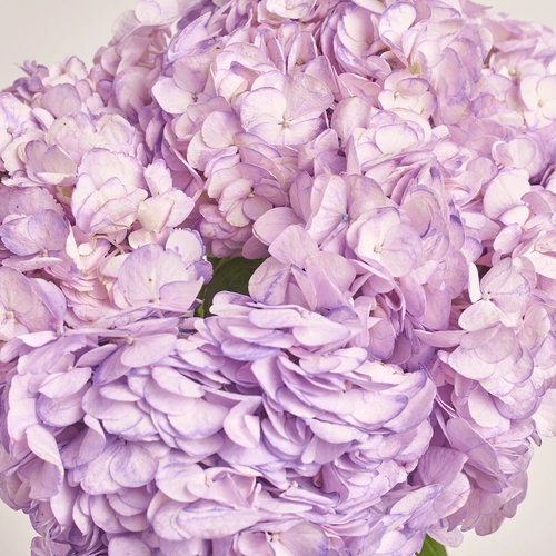 Product image Bouquet of 5 Lavender Hydrangeas, packaging: Transparent, vendor code: 3593