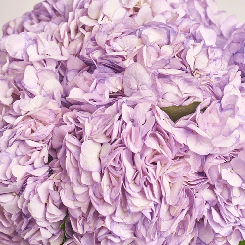 Product image Bouquet of 9 Lavender Hydrangeas, packaging: Gray, vendor code: 3594