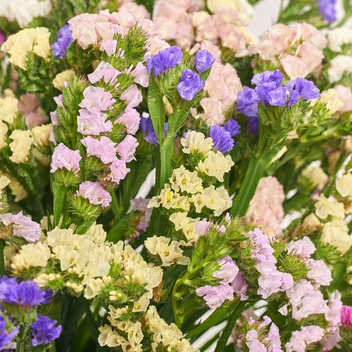 Product image Bouquet of 51 Statices міх, packaging: Gradiens violet, vendor code: 3595