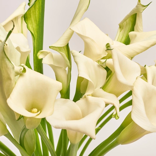 Product image Bouquet of 25 White Callas, packaging: Purple, vendor code: 3596