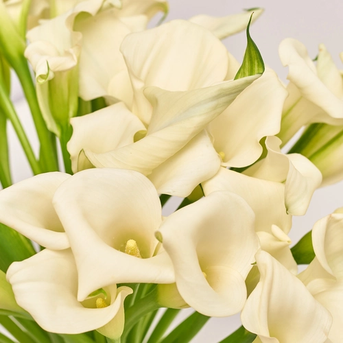 Product image Bouquet of 51 White Callas, packaging: Gradiens pink, vendor code: 3597