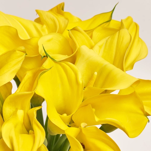 Product image Bouquet of 25 Yellow Callas, packaging: Gradiens pink, vendor code: 3598