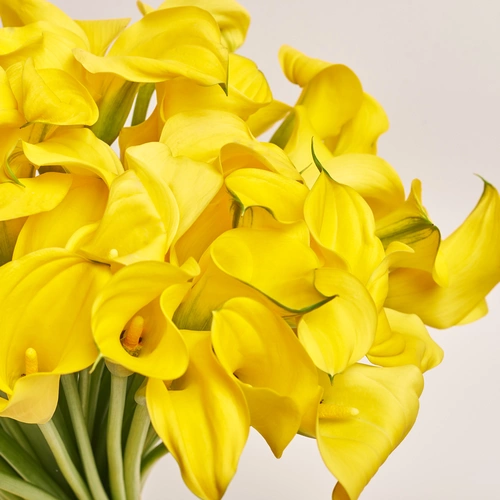 Product image Bouquet of 51 Yellow Callas, packaging: Blue, vendor code: 3599