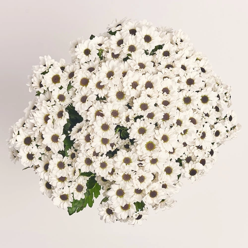 Зображення товару Букет 25 Білих Хризантем Сантіні, пакування: Блакитна, артикул: 3600