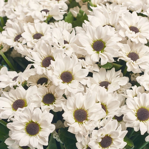 Product image Bouquet of 25 White Chrysanthemums Santinі, packaging: Blue, vendor code: 3600