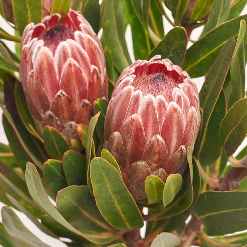 Product image Bouquet of 5 Proteas, packaging: Сraft, vendor code: 3601