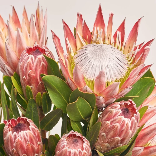 Product image Bouquet of 9 Proteas Mix, packaging: Newspaper, vendor code: 3602