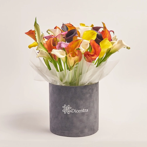 Product image Box of 51 Callas Mix, packaging: 
Graphite, vendor code: 3603