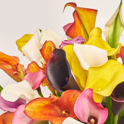 Product image Box of 51 Callas Mix, packaging: 
Graphite, vendor code: 3603