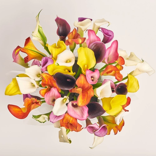 Product image Box of 51 Callas Mix, packaging: 
Graphite, vendor code: 3603