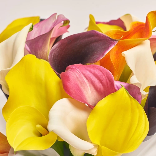 Product image Box of 25 Callas Mix, packaging: Purple, vendor code: 3604