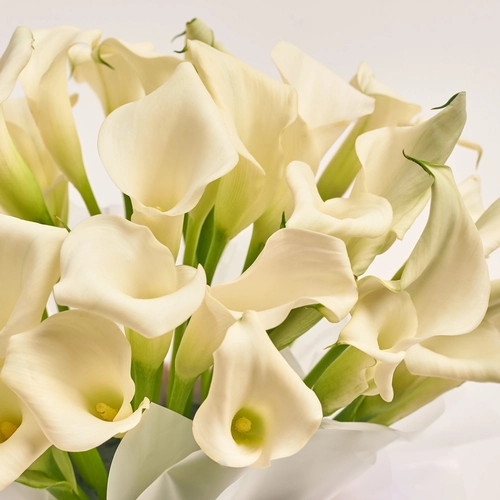 Product image Box of 25 White Callas, packaging: Red, vendor code: 3605