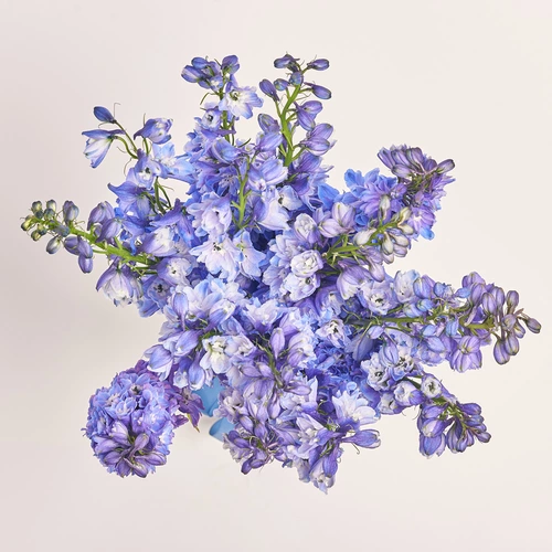 Зображення товару Букет 15 Блакитних Дельфініумів, пакування: Кафін кремовий, артикул: 3606