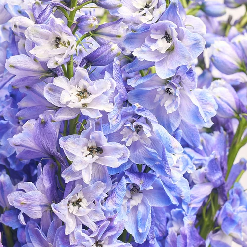 Product image Bouquet of 15 Light Blue Delphiniums, packaging: Kafin cream, vendor code: 3606