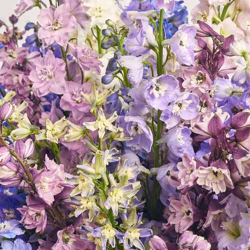 Product image Bouquet 51 Delphiniums mix, packaging: White, vendor code: 3607