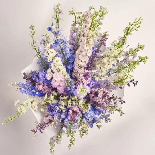 Product image Bouquet 51 Delphiniums mix, packaging: White, vendor code: 3607
