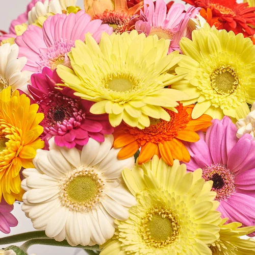Product image Bouquet of 51 Gerberas Mini Mix, packaging: Kafin rust, vendor code: 3608