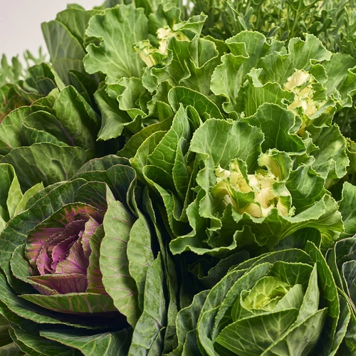 Product image Bouquet of 25 Brassik Mix, packaging: Gradiens tiffany, vendor code: 3609