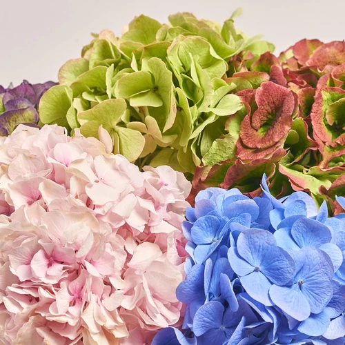 Product image Bouquet of 5 Hydrangeas Mix Blossom, packaging: Blue, vendor code: 3612