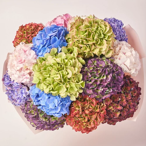 Product image Bouquet of 15 Hydrangeas Mix Blossom, packaging: Kafin rose, vendor code: 3613