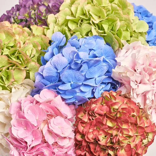 Product image Bouquet of 15 Hydrangeas Mix Blossom, packaging: Kafin rose, vendor code: 3613