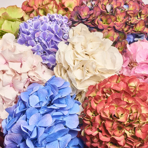 Product image Bouquet of 9 Hydrangeas Mix Blossom, packaging: Gradiens tiffany, vendor code: 3614