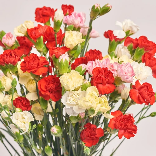 Product image Bouquet 25 Carnations Spray Mix, packaging: Newspaper, vendor code: 3616
